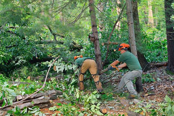 Best Commercial Tree Services  in Woodville, OH